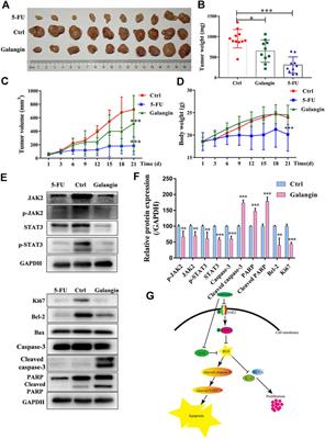 Galangin Inhibits Gastric Cancer Growth Through Enhancing STAT3 Mediated ROS Production